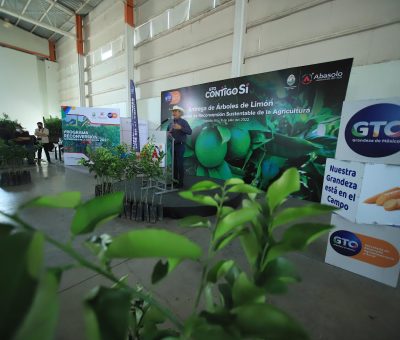 Impulsa SDAyR producción de limón con 168 mil plantas sembradas