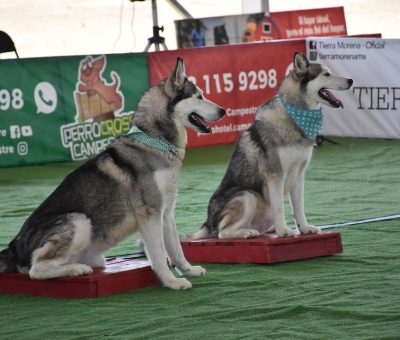 Exhibición de perros entrenados y habilidades caninas