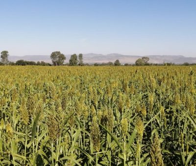 Invita SDAyR a prevenir el pulgón amarillo del sorgo