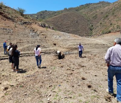 Rescatan a toro atollado en Presa de Mata