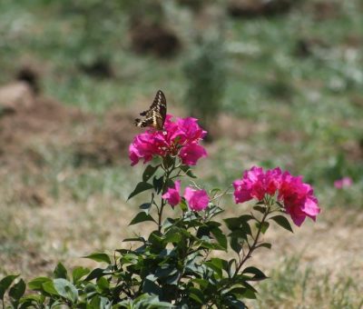 Silao recibirá a la Mariposa Monarca