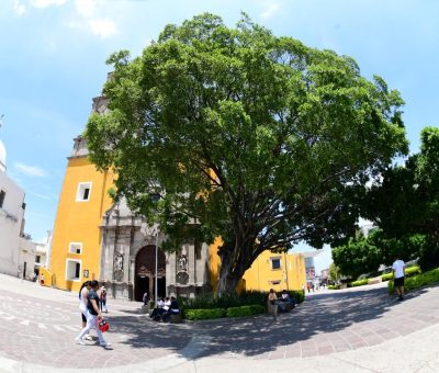 Identifican y conservan árboles patrimoniales de Irapuato