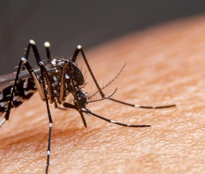 SSG llama a la población a reforzar acciones contra el dengue