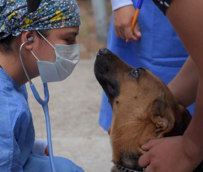 Llevan campaña de salud felina y canina a Colonia Juárez