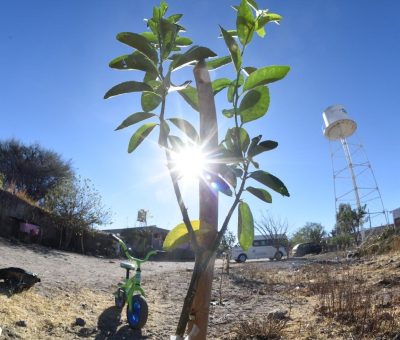 Trabajan por reforestar Irapuato