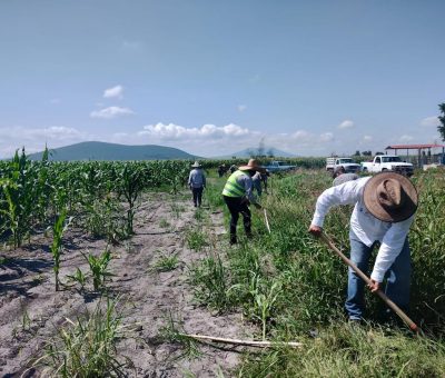 Reforestan con mezquites en Maritas