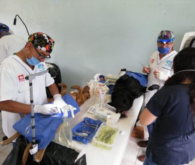SSG esteriliza más de 2 mil perros y gatos en Acámbaro y sus alrededores