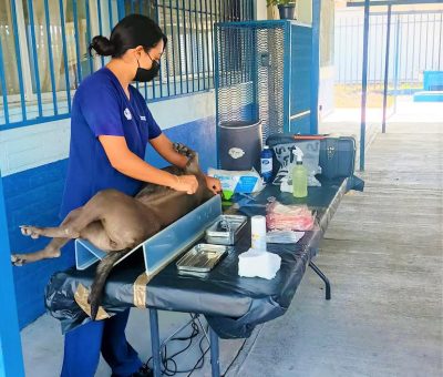 SSG aplica 4 mil 729 esterilizaciones en 6 municipios de Jurisdicción Sanitaria V