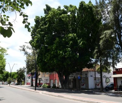 Aprueban protección de árboles patrimonio