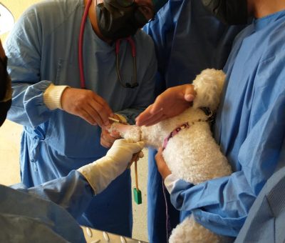 Brindan esterilizaciones de mascotas en El Marfil