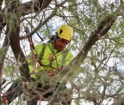 San saneamiento a árboles históricos