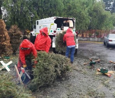 Invitan a reciclar árboles navideños naturales