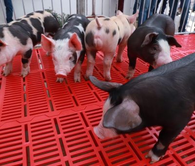 Apoya SDAyR a porcicultores de Irapuato con equipos y vientres porcinos