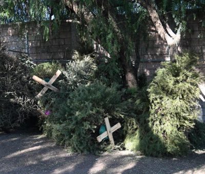 Reciclan arbolitos navideños naturales