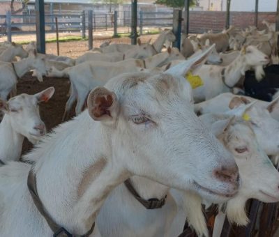 Impulsa SDAyR proyecto para mejorar genética de las cabras lecheras