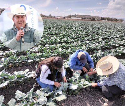 Vigila Guanajuato plagas y enfermedades en cultivos