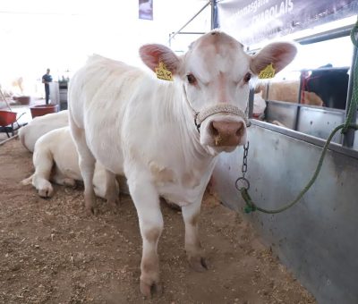 Apoya SDAyR con más de $6 MDP para compra de sementales en Expo Ganadera León