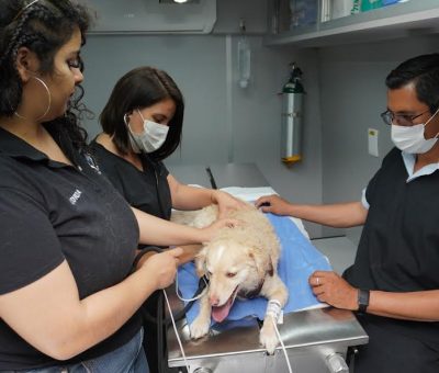 Crean conciencia en cuidado de mascotas