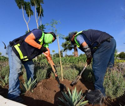 Distinguen a Irapuato como Ciudad Árbol