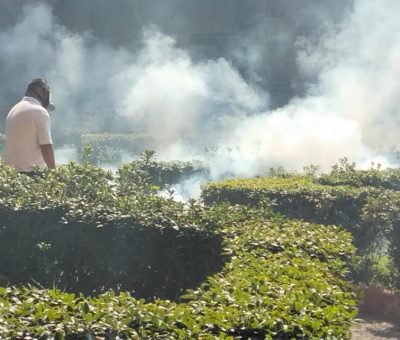 SSG elimina criaderos potenciales de dengue en 6 municipios