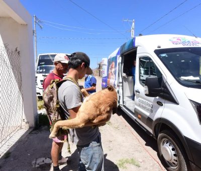 Promueven el cuidado de mascotas