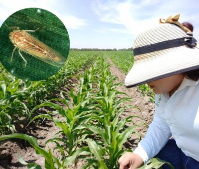 Exhorta SDAyR a prevenir Chicharrita del Maíz