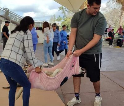 SSG realizó con éxito la campaña de esterilización de 300 perros y gatos en Purísima del Rincón