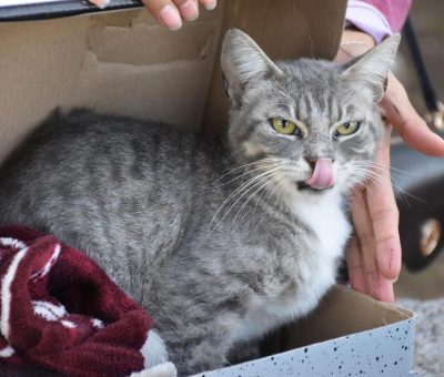 Llevan servicio de esterilizaciones de mascotas a Joya de Calvillo