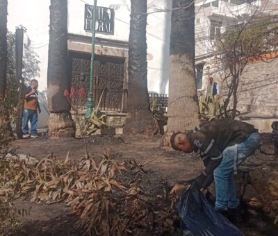 Trabajan para salvar a las palmeras de San Javier