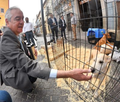 Llega el Mega Adoptón Decembrino a Guanajuato Capital