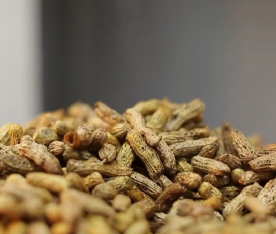 Los Cacahuates de Guanajuato llega a Estados Unidos