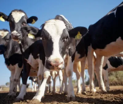 Pequeños ganaderos de Villagrán no han detectado gusano barrenador en sus animales