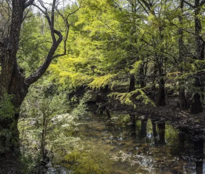 Consolidan acciones de reforestación en Guanajuato en el  marco del día mundial del árbol