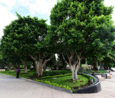 Celebra en Irapuato Día del Árbol