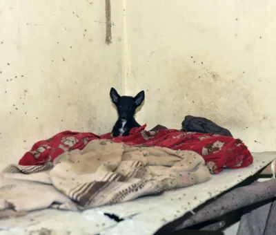 Villagrán avanza en construcción de una estancia temporal para los perritos con situación de calle