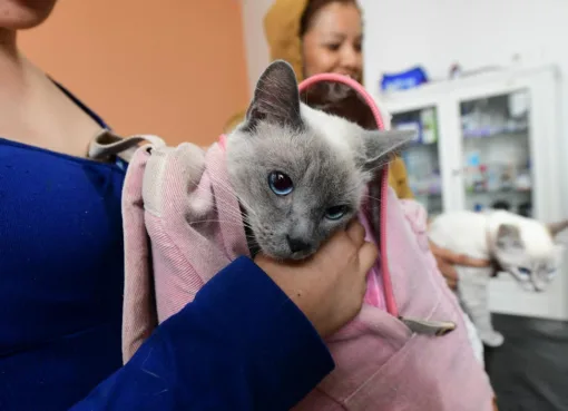 IRAPUATO PROMUEVE ACCIONES EN FAVOR DEL BIENESTAR ANIMAL