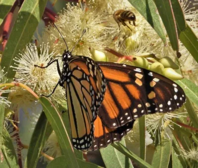 Consolida el Gobierno de la Gente proyecto de monitoreo de la mariposa monarca