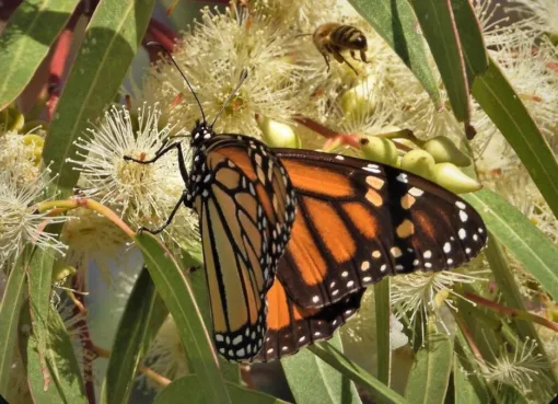 Consolida el Gobierno de la Gente proyecto de monitoreo de la mariposa monarca