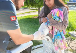SSG lanza campaña de vacunación antirrábica para perros y gatos en seis municipios.