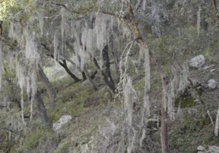 PAOT invita a evitar el uso de musgo y heno en temporada navideña