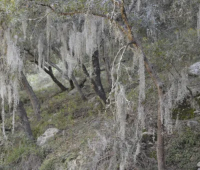 PAOT invita a evitar el uso de musgo y heno en temporada navideña