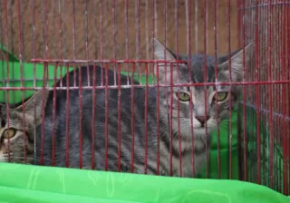 EN IRAPUATO SE PROTEGE A LAS MASCOTAS       