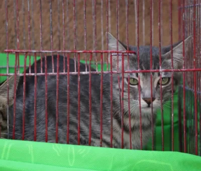 EN IRAPUATO SE PROTEGE A LAS MASCOTAS       