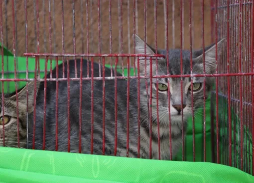 EN IRAPUATO SE PROTEGE A LAS MASCOTAS       