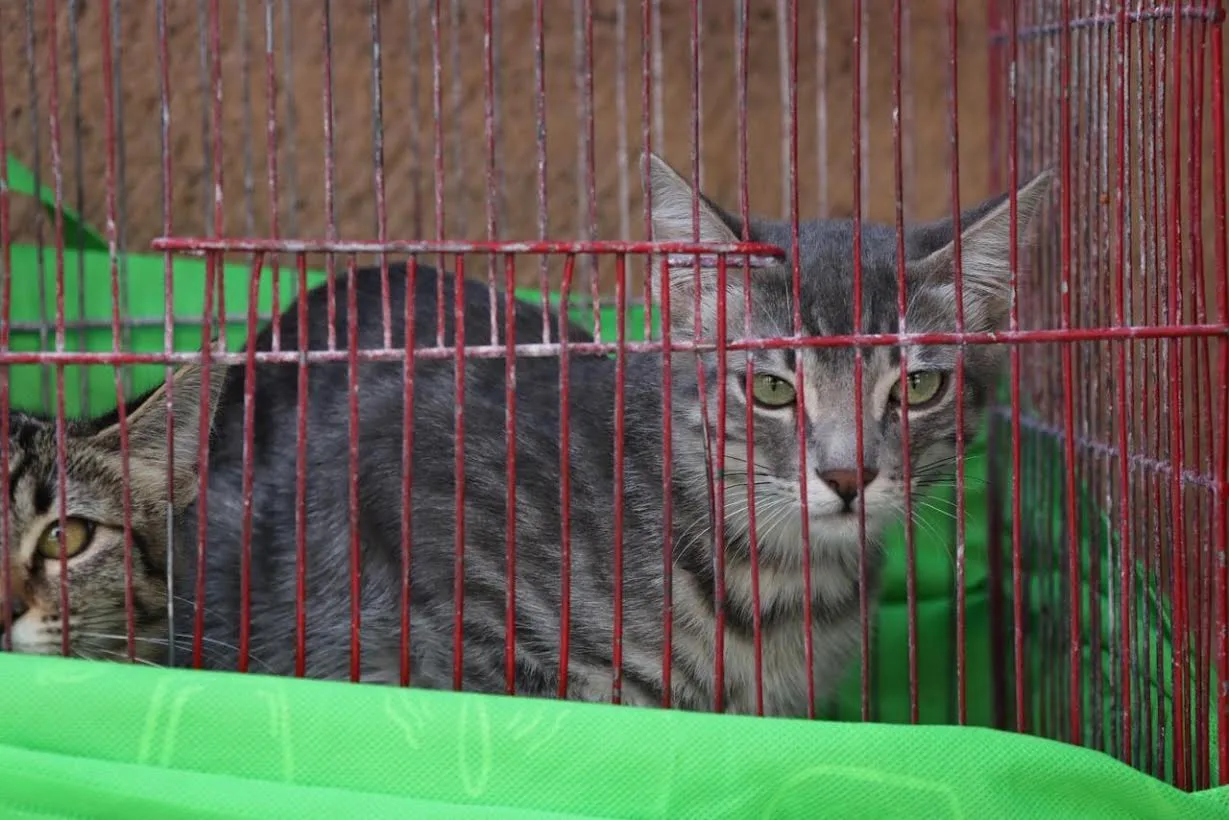 EN IRAPUATO SE PROTEGE A LAS MASCOTAS       