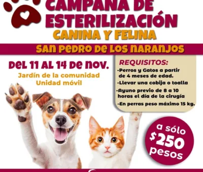 Invitan a campaña de esterilización canina y felina en San Pedro