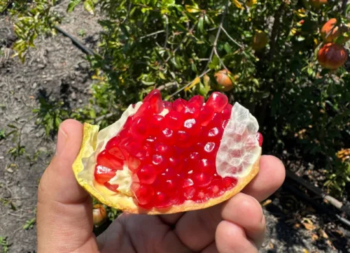 Guanajuato impulsa la primera exportación de granada a Estados Unidos gracias al apoyo de COFOCE