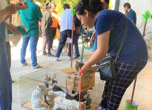 SSG anuncia campaña gratuita de esterilización de perros y gatos