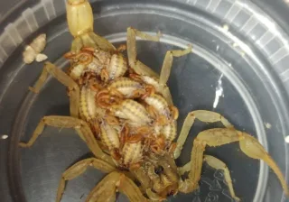 SSG presentó una disminución de casos por picaduras de alacrán   