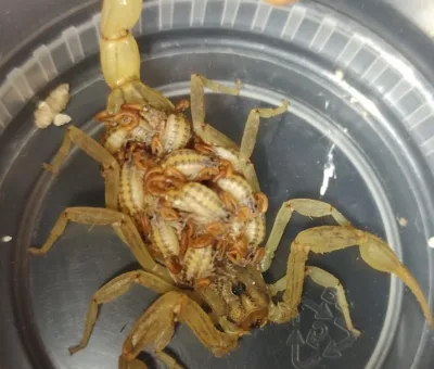 SSG presentó una disminución de casos por picaduras de alacrán   